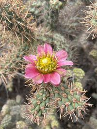 Desert Flower